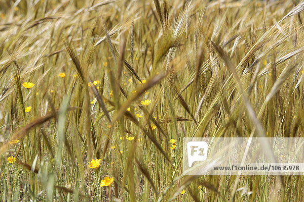 Nahaufnahme der auf dem Feld wachsenden Getreidepflanzen