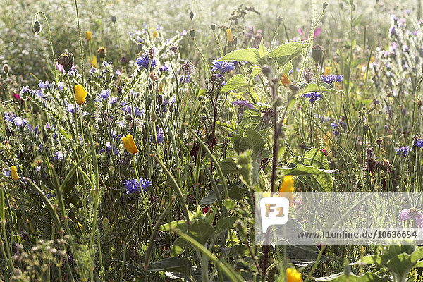 Wildblumen wachsen auf dem Feld