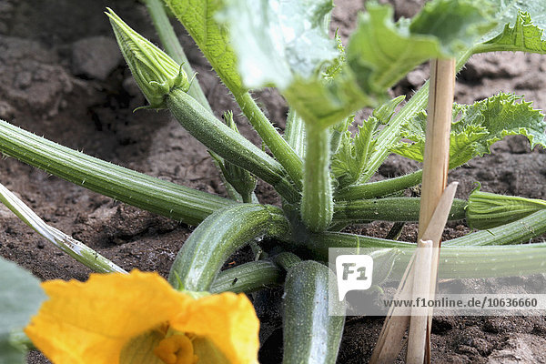 Hochwinkelansicht  Nahaufnahme der Zucchini-Pflanze
