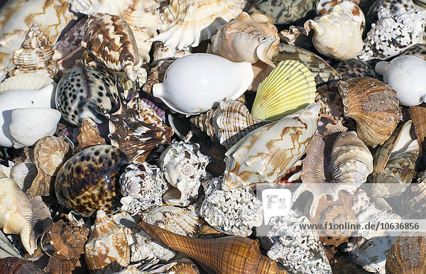 Vollbild-Aufnahme von Muscheln