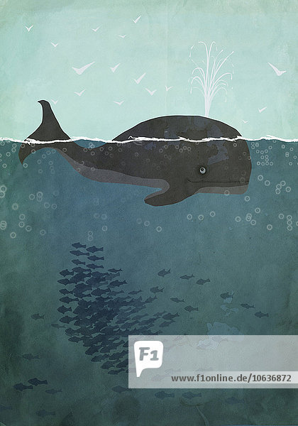 Illustration des Walschwimmens im Meer