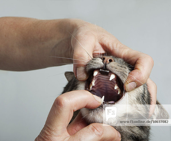 Abgeschnittene Hände des Tierarztes öffnen den Mund der Katze in der Klinik