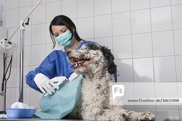 Tierärztin untersucht Hund auf dem Tisch in der Klinik