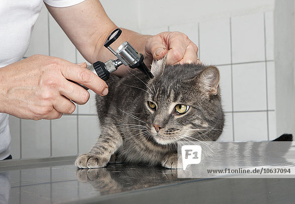 Abgeschnittenes Bild einer Tierärztin  die das Ohr einer Katze in der Klinik untersucht.