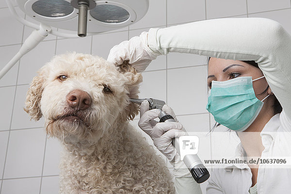 Junge Tierärztin untersucht Hundeohr mit Otoskop in der Klinik