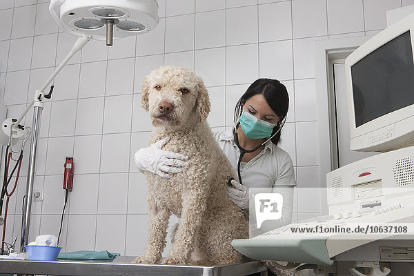 Jungtierarzt untersucht Hund in medizinischer Klinik