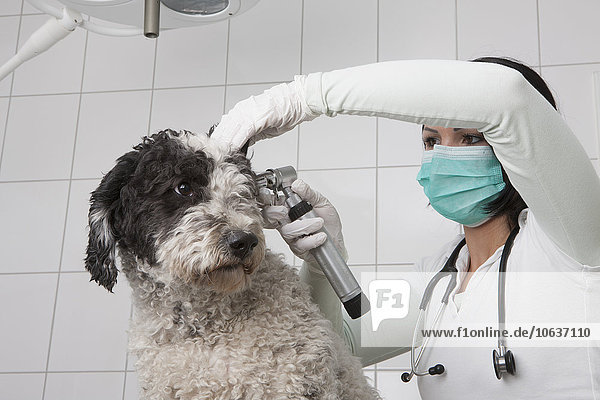 Tierärztin untersucht Hundeohr mit Otoskop in der Klinik
