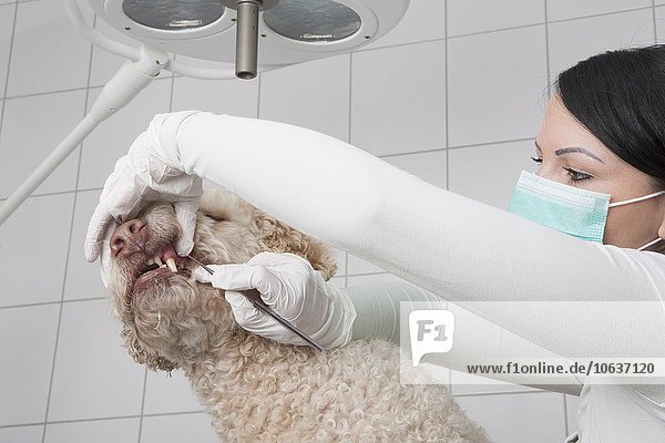 Tierärztliche Zahnreinigung in der Klinik