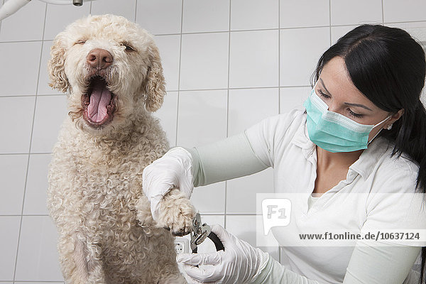 Hund öffnet den Mund  während der Tierarzt in der Klinik Nägel schneidet.