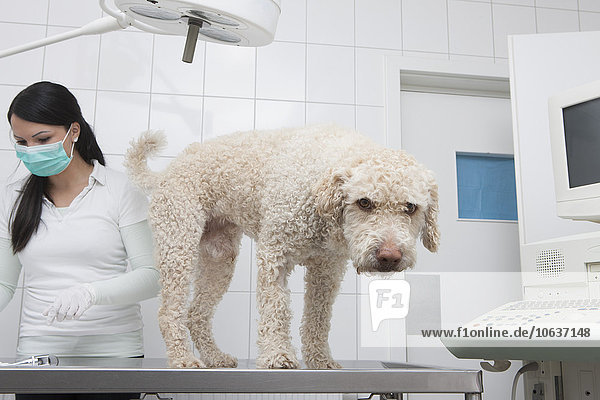 Portrait des Stehtisches während der Arbeit des Tierarztes im Hintergrund in der Klinik