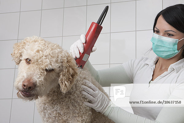 Tierärztin beim Rasieren der Haare eines Hundes in einer Tierklinik