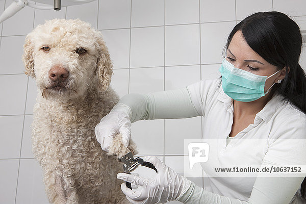 Tierarzt beim Schneiden von Hundenägeln in der Klinik