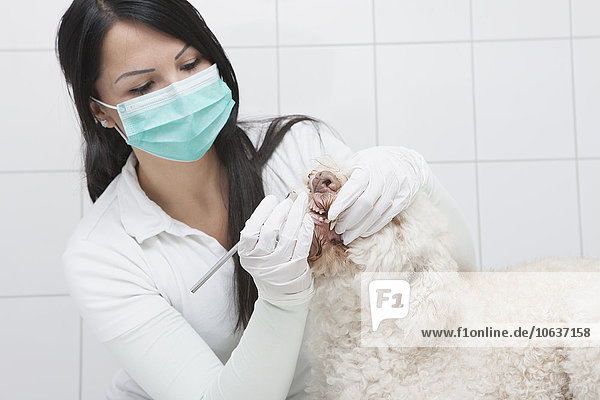 Tierärztliche Zahnreinigung in der Tierklinik