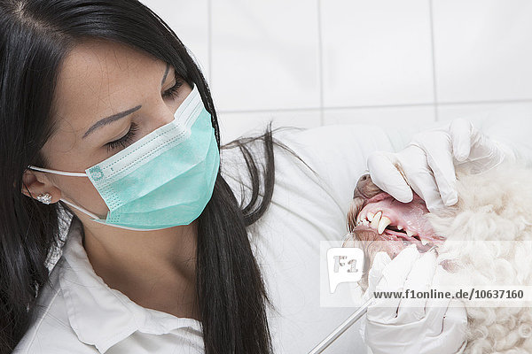Tierärztin beim Zähneputzen in der Klinik