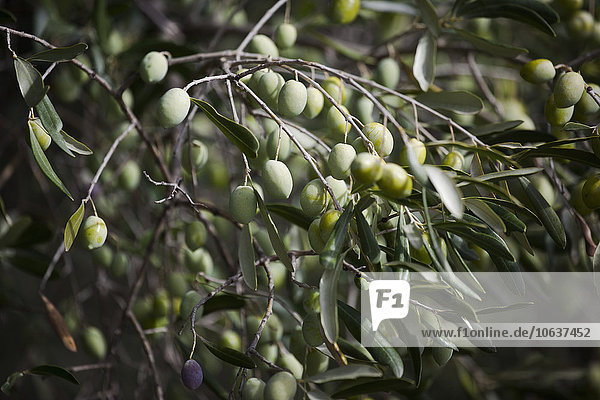 Green olives hanging on tree