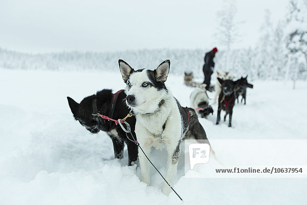 Schlittenhunde auf schneebedeckter Landschaft gegen den Himmel