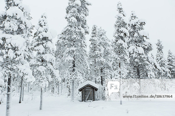 Haus umgeben von schneebedeckten Bäumen