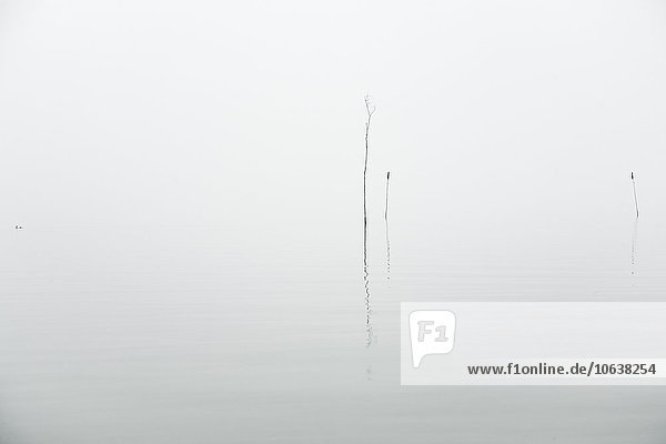 Pflanzen im See bei Nebelwetter