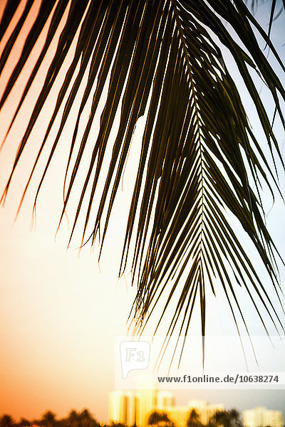 Palmblatt bei Sonnenuntergang