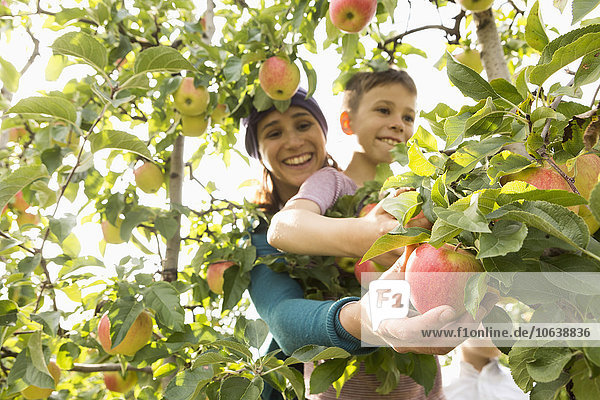 Glückliche Mutter und Sohn pflücken Äpfel im Obstgarten