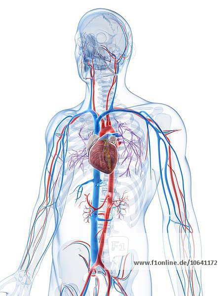 Human vascular system  artwork