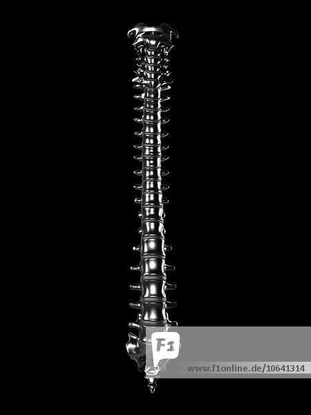 Human spine  artwork