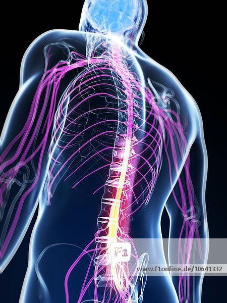 Human spinal cord  artwork