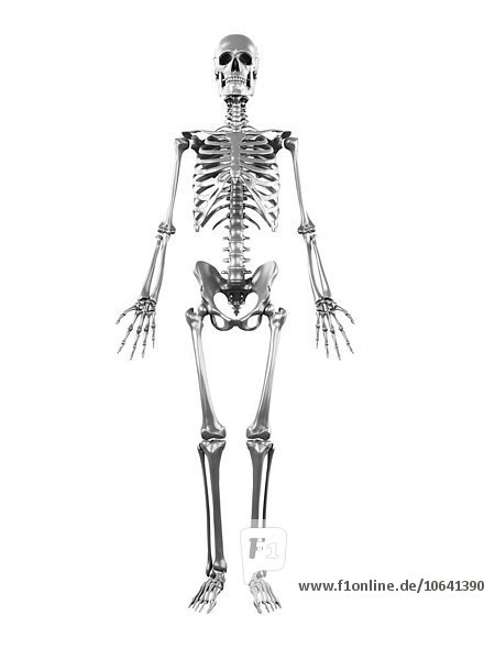 Human skeleton artwork