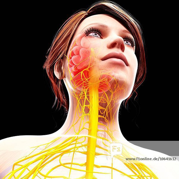Female nervous system,  artwork