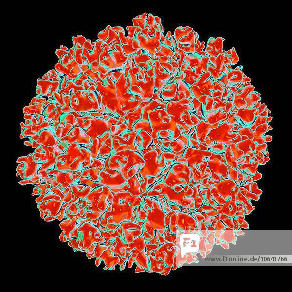 Hepatitis E virus,  computer artwork.
