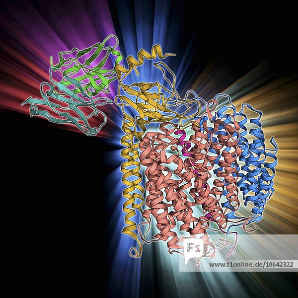 Cytochrome c oxidase and antibody