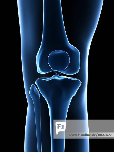 Human knee joint artwork