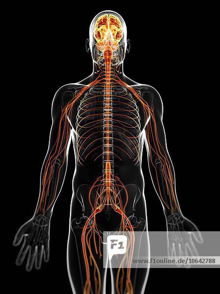 Human nervous system  artwork
