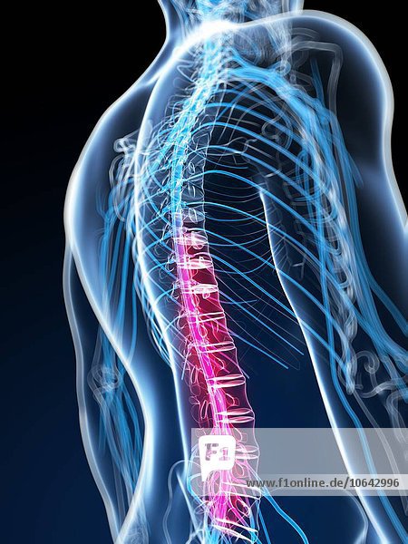 Human spinal cord  artwork