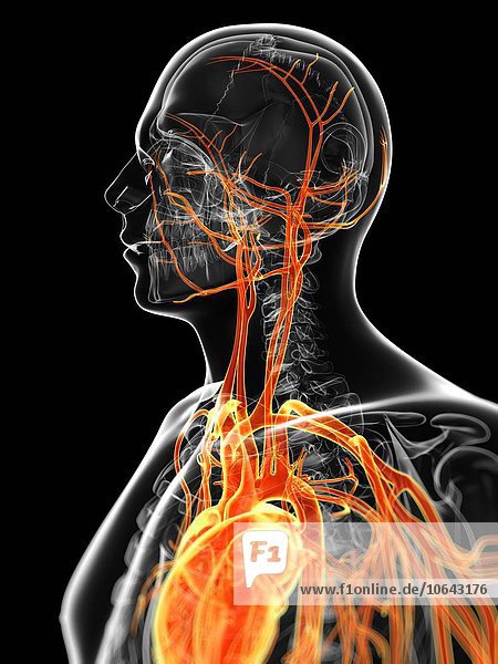Human vascular system artwork