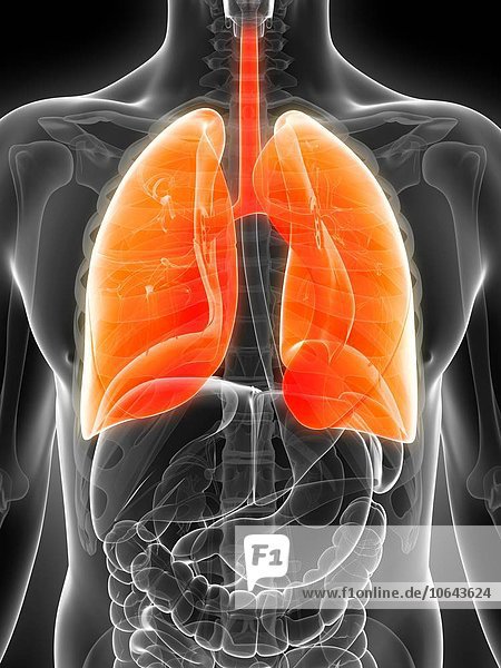 Human lungs  artwork