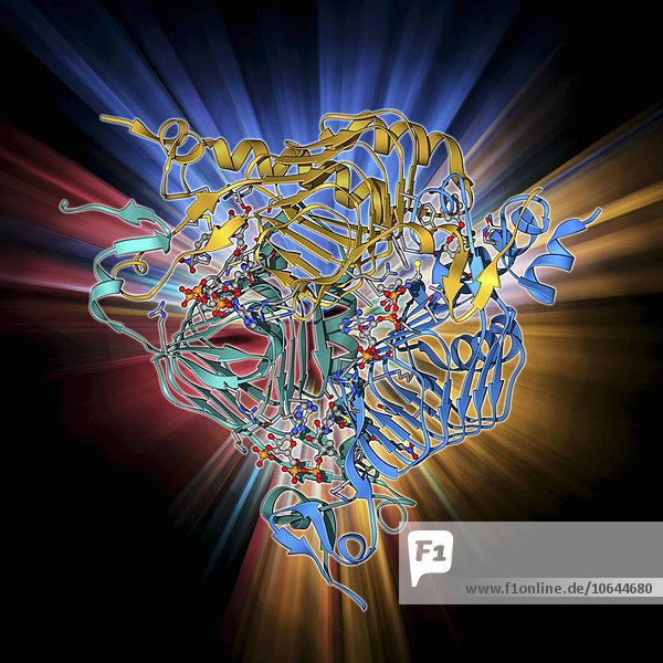 Galactoside acetyltransferase molecule