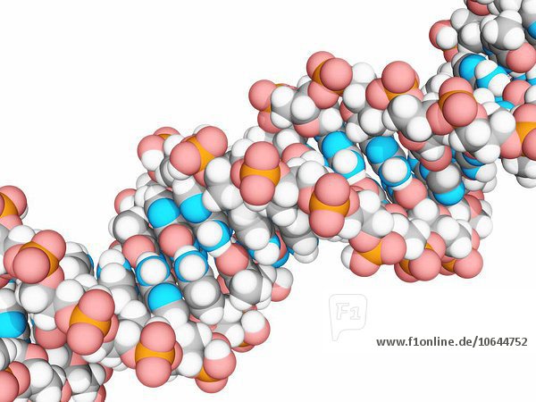 DNA molecule  artwork