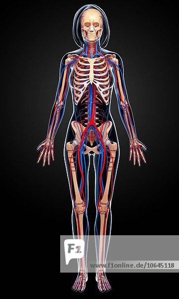 Female anatomy artwork