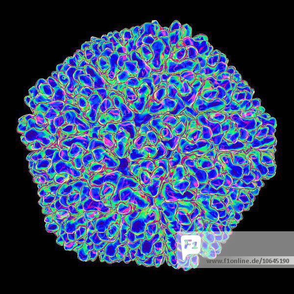 Rice dwarf virus (RDF),  computer artwork.