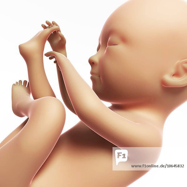 Human fetal development artwork
