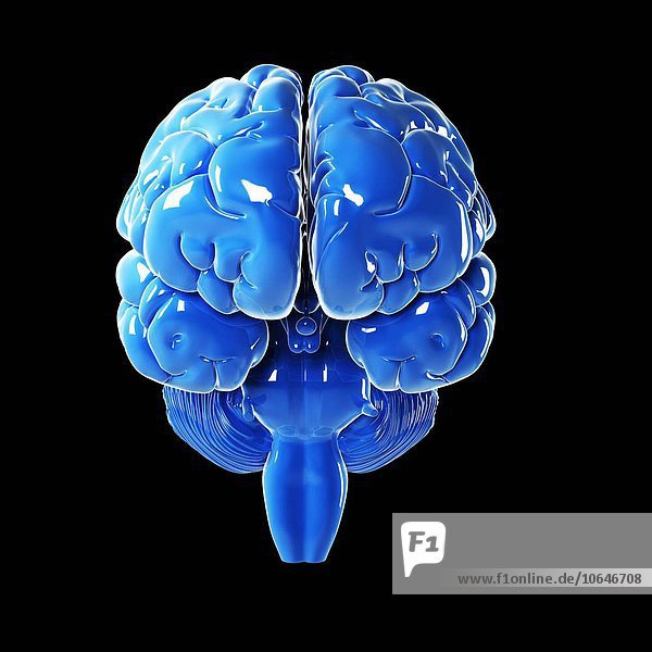 Human brain  artwork