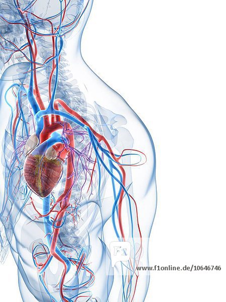 Human vascular system artwork