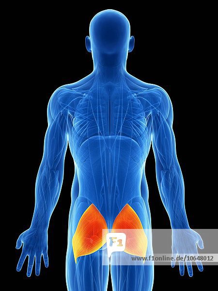 Human buttock muscles artwork