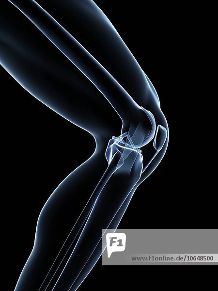 Human knee joint,  artwork