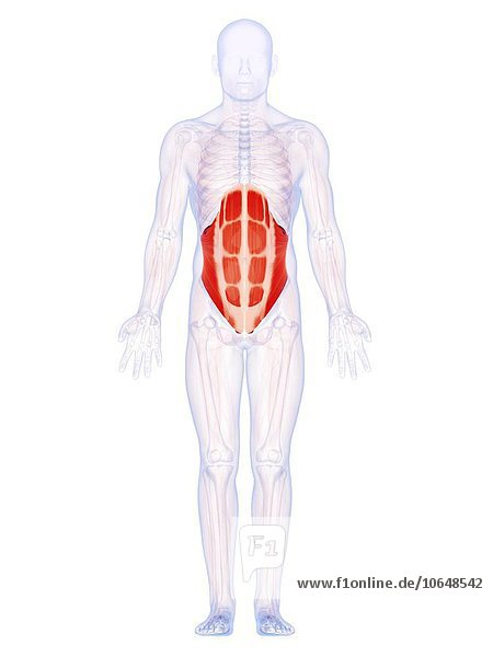 Human abdominal muscles  artwork