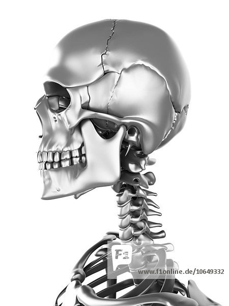 Human skull  artwork