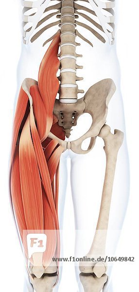 Human upper leg muscles artwork
