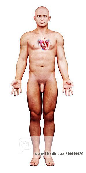Male cardiovascular system  artwork
