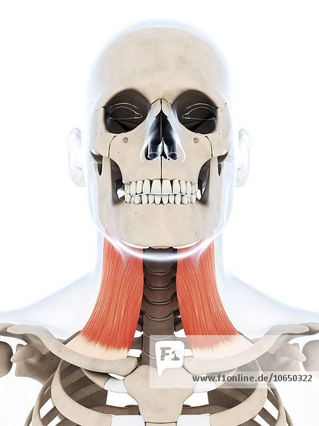 Human neck muscle,  artwork